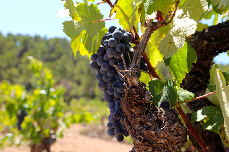 Bobal: Koningin van Valencia